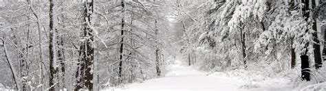 Snow Covered Pathway Between Tall Trees Hd Wallpaper Wallpaper Flare