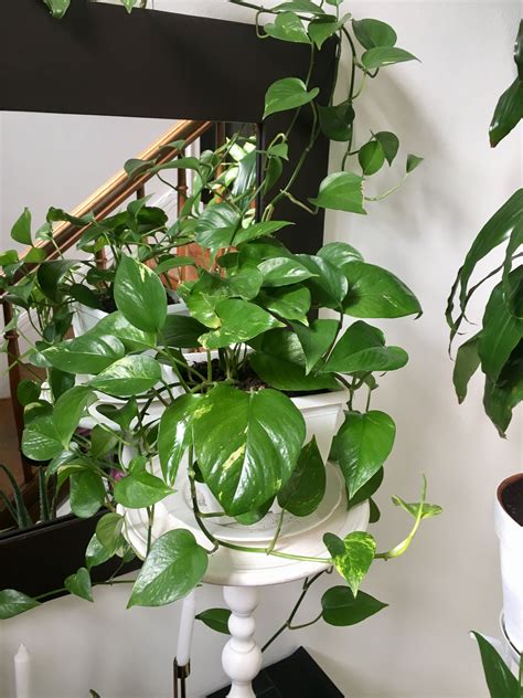 The Top Most Popular Houseplants According To Instagram Artofit