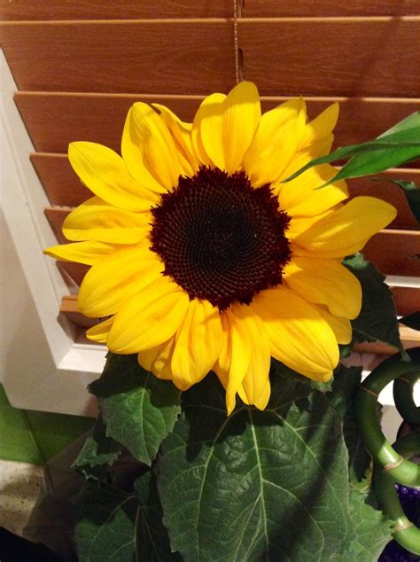 Biji bunga matahari dapat membantu dalam memerangi barah kerana mengandung sejumlah vitamin dan mineral, seperti vitamin e, selenium, dan tembaga, yang semuanya memiliki antioksidan. Gorgeous sunflower | Kebun, Bunga, Bunga matahari