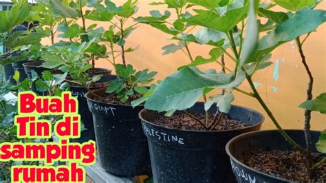 Check spelling or type a new query. Budidaya Buah Tin (Buah Surga) Di Pekarangan Rumah!! - YouTube