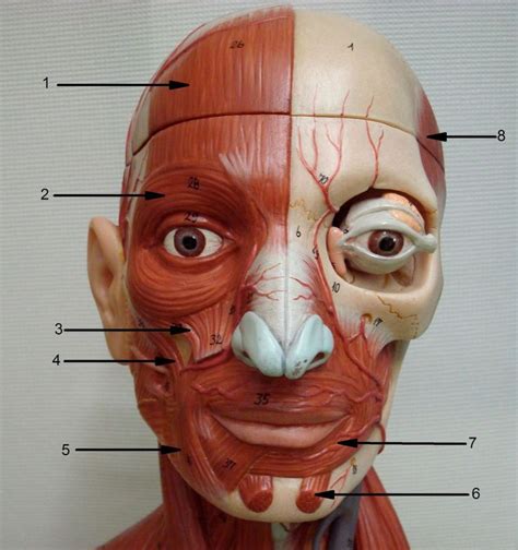 74 best portrait reference images on Pinterest | Terminator genesis