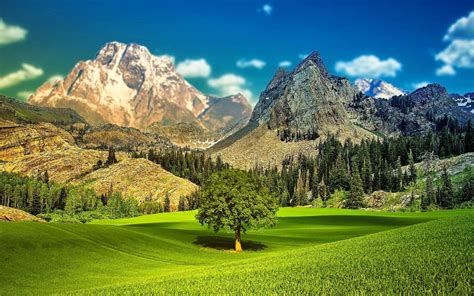 Download Beautiful Landscape Tree On Grassland Wallpaper