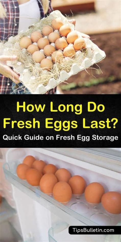 I bought one online that didn't even last 24 hours which kind of made me aggravated because i don't hit it like a chain smoker 2 level 1 A Quick Guide on How Long Fresh Eggs Last in 2020 | Fresh ...