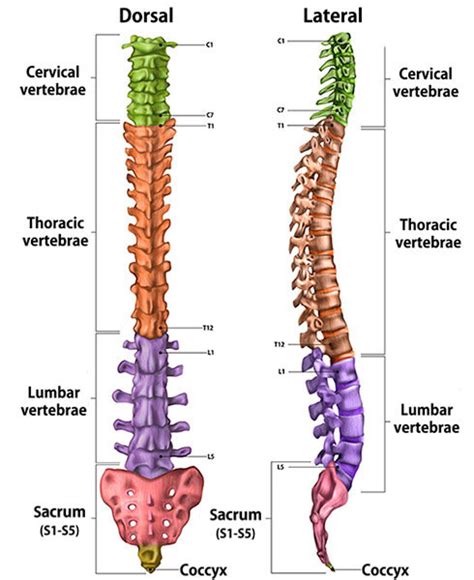 Lumbar And Cervical Spondylosis Symptoms And Treatments Hss