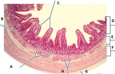 Small Intestine Histology Anatomy Of The Digestive System Flashcards