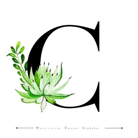 Letter c from alphabet royalty free stock images . Alphabet Letter C With Watercolor Cactus And Leaves Background ...