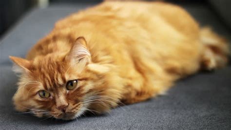 From the breed's mysterious origins to its. Orange Maine Coon Cat Lying Stock Footage Video (100% ...