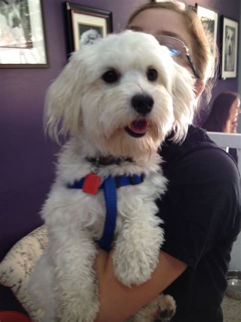 Webster Malti Poo Six Months Old Available At