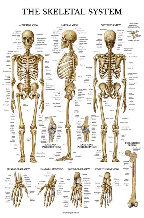 The bones of the skeletal system are connected by tendons, ligaments, and cartilage. Best Rated in Science Education Charts & Posters & Helpful ...