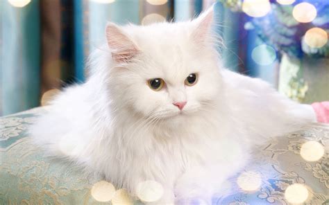 Persian Cat Wallpaper Sf Wallpaper