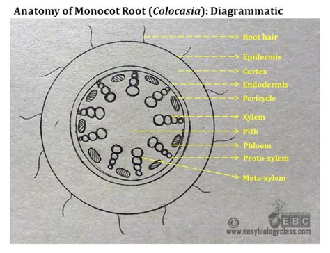 Monocot Root Diagram Easybiologyclass