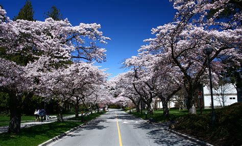 The Best Places To See Cherry Blossoms In Canada Beth
