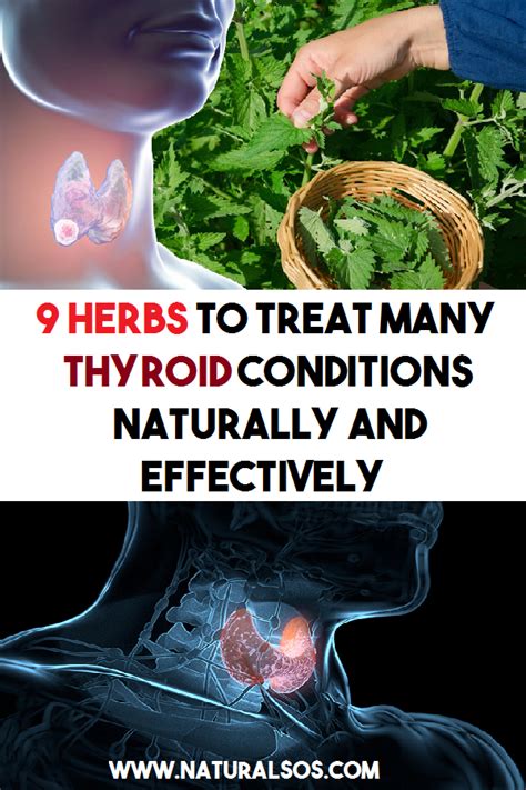 9 Herbs To Treat Many Thyroid Conditions Naturally And Effectively