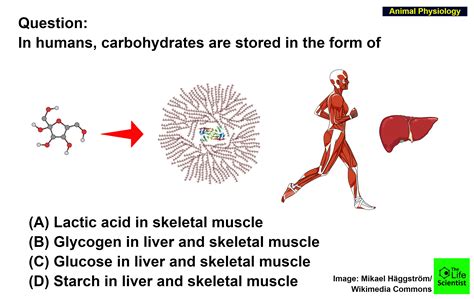 Your body can store extra carbohydrates in your muscles and liver for use when you're not getting enough carbohydrates in your diet. Carbohydrates Are Stored In Fhe Kiver And Musc In The Form ...