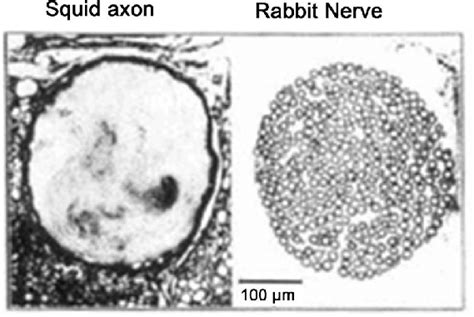 Microphotographs Of A Loligo Pealeiis Giant Squid Axon And A Rabbit