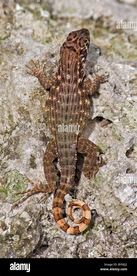 Curly Tailed Lizard Stock Photo Alamy