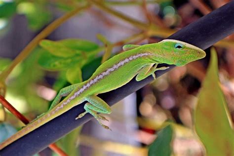 Anoles Breeding Guide And Information Petsoid