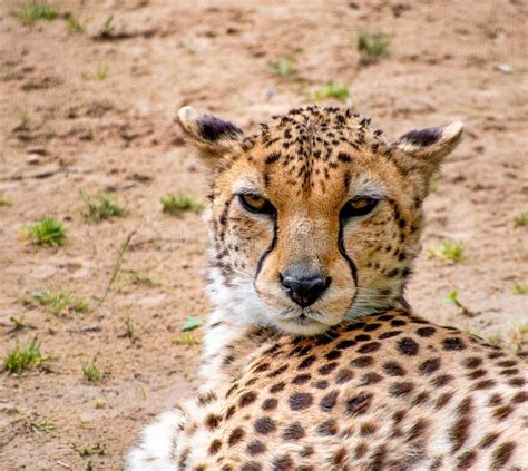 Cheetah Head Stock Image Image Of Attentive Stare African 904163