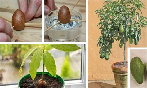 5 Secrets De Jardinier Pour Faire Pousser Un Avocatier Savoir Tout