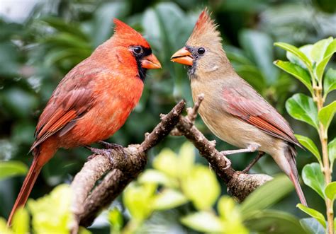 Northern Cardinal Pair Jigsaw Puzzle In Animals Puzzles On