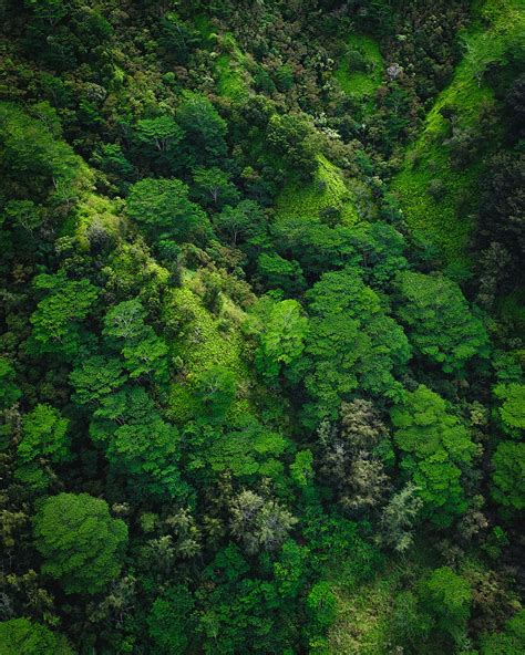 Hd Wallpaper Aerial Photography Of Trees On Mountain Aerial View Of