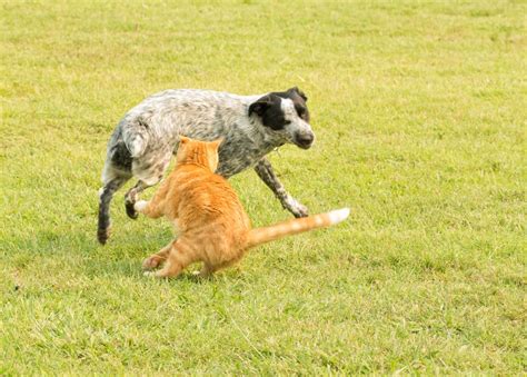 Creating A Peaceful Home How To Stop A Dog From Attacking A Cat