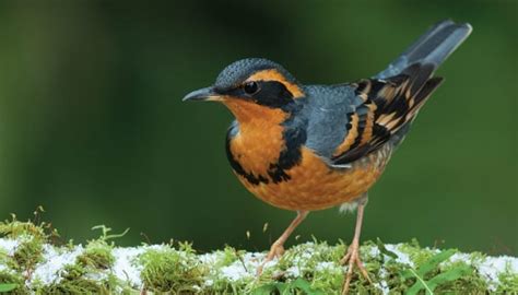 All About Varied Thrushes And How To Attract Them Wild Birds