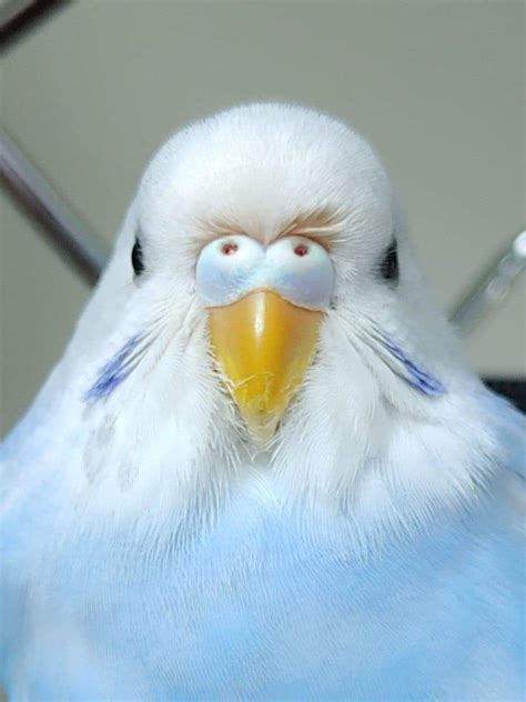 Turn This Photo Into A Meme Or Caption Please Rbudgies