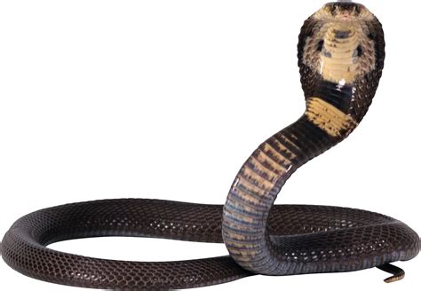 Gaint Snake Png Transparent Image Png Mart