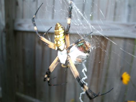 This Colourful Spider In My Back Yard Has A Large Meal All Wrapped Up
