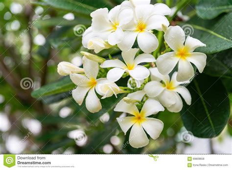 This category is comprised of plumeria considered to be white or cream. White And Yellow Blooms Of A Plumeria Tree Stock Photo ...