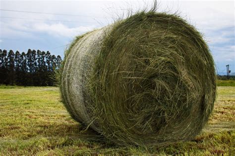 View Of Freshly Cut Bale Of Hay Free Stock Photo Public Domain Pictures