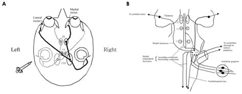 Vestibular Ocular Reflex Pathway