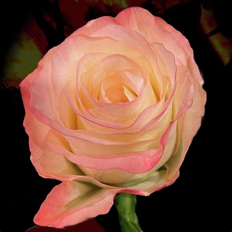 Peachy Pink Rose 2 Photograph By Daniel Beard Fine Art America