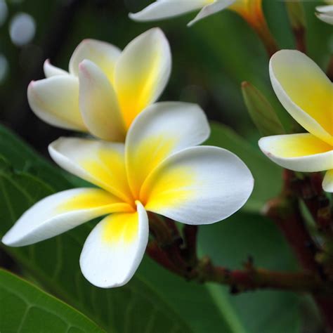 Pick from 19.99 flowers with free delivery, 50 off or discounts on balloons and gift baskets. The 5 Most Fragrant Flowers For Your Kauai Commercial Property