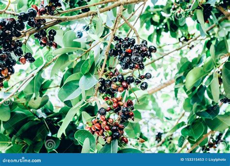 Bunch Of Organic Java Plum Fruits Also Known As Duhat Or Lomboy Is