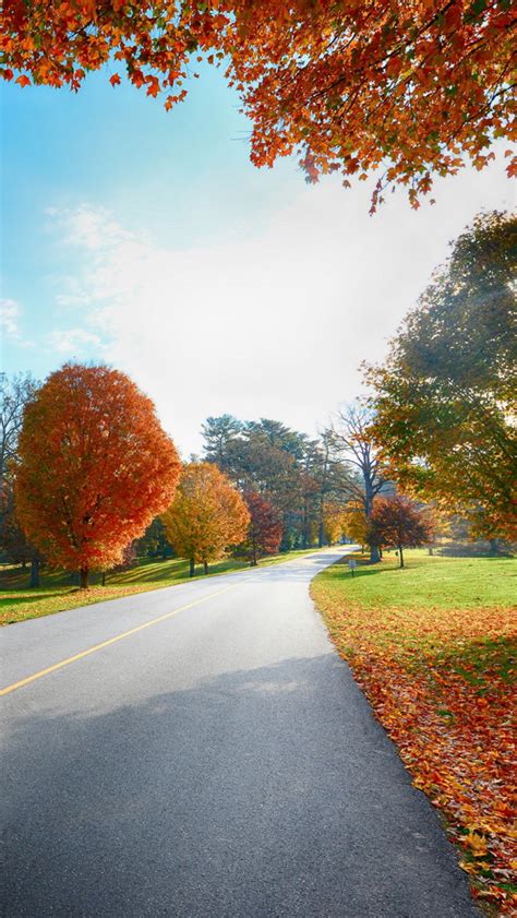 Autumn Tree Road Landscape Iphone Wallpapers Free Download