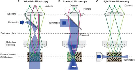 Fast Fluorescence Microscopy With Light Sheets The Biological