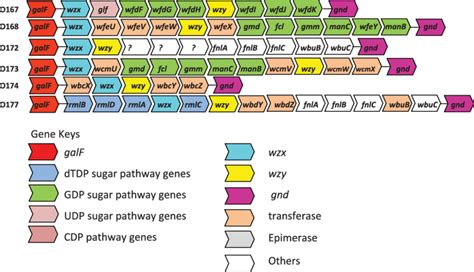 O Antigen Gene Clusters Of All E Coli O Antigens From Genbank The