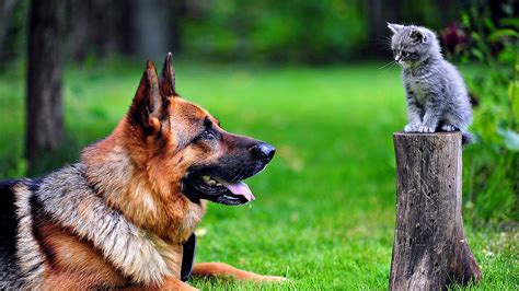 Dog And Cat Lookiing 4k Hd Wallpapers Hd Wallpapers Id 31832