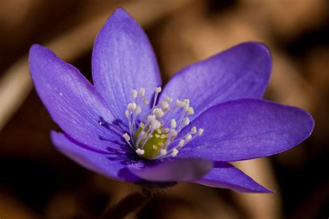Free Images Nature Blossom Flower Purple Petal Spring Blue