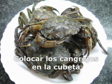 Alimentacion, reproduccion y mucho mas. Cangrejos de mar cocidos - YouTube