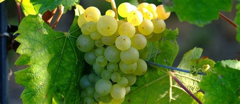 It is types of white wine that come from pinot noir family mutation (pinot gris grape). The Most Popular Types of White Wine Grapes