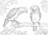 Coloring Pages Grey African Parrots Two sketch template