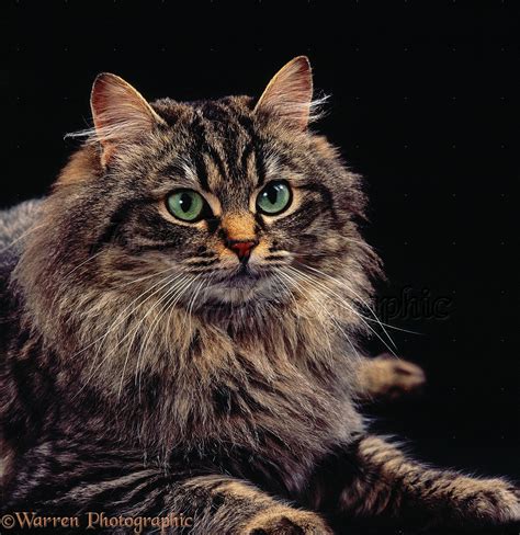 Portrait Of Long Haired Tabby Cat Photo Wp34904