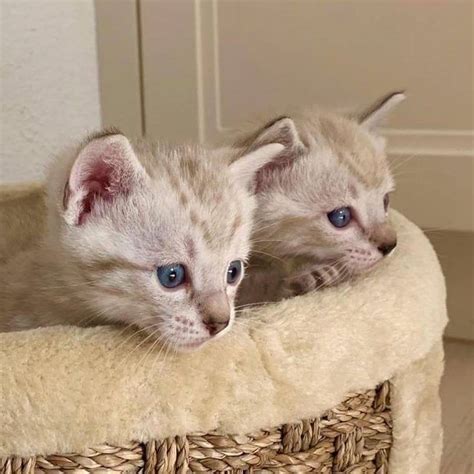 One is all white and shows no. Bengal kittens for sale near me - Home | Facebook