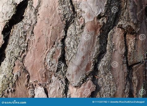 Closeup Of A Brown Tree Bark In A Forest Stock Photo Image Of Design
