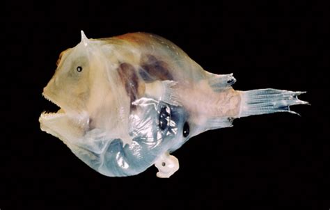 Reproduction The Anglerfish