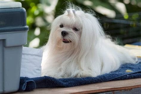Meet The Maltese Temperament Sweet Tempered Affectionate And Playful