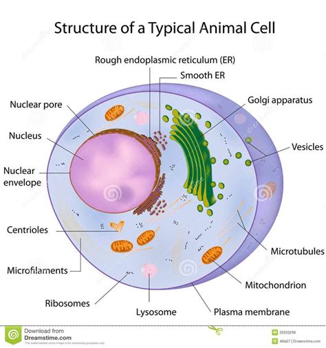 Royalty Free Stock Photos A Typical Cell Labeled Animal Cell Cell